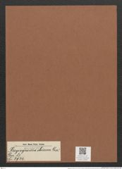 Plagiogramma obesum Grev. (de-Toni-Nr.: Genus 83, Species 2924) Zeichnungen Sammlung Grunow Mappe 03094 (Herbarium_W_Grunow_drawings_Folder_03094)